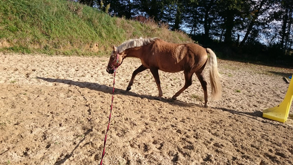 Travail à la longe